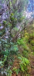 Plants: image 105 Of 208 Thumb